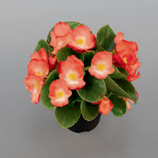 Image result for begonia semperflorens