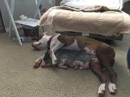 Check spelling or type a new query. My Co Worker Just Got A Baby Pig And Wasn T Sure How Their Dog Would React Happy To Report They Are Best Friends Aww