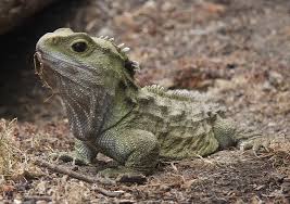 De beschrijving van teka gambar haiwan (60+ gambar). Reptilia Wikipedia Bahasa Melayu Ensiklopedia Bebas