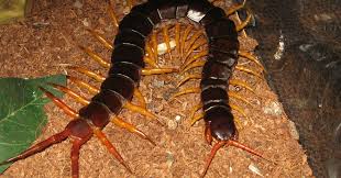Image result for Centema subfusca