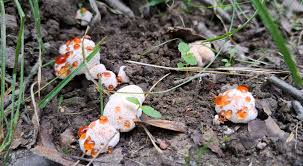 Image result for Heteromorpha sp. agg.