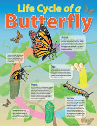 Life Cycle Of A Butterfly Educational Chart