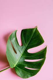 Monstera Plant Care Tips Sanity Plants Monstera Plant Leaf Photography Aesthetic Objects