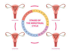 Image result for Ovulation