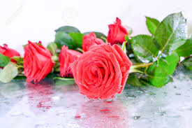 Flower images flower photos flowers perennials planting flowers blossom flower flower art spring flowers wild flowers motif floral arte floral pink poppies pink flowers amazing flowers beautiful flowers raindrops and roses illustration blume flower pictures. Natural Background Red Roses Beautiful Flowers Leaves Stock Photo Picture And Royalty Free Image Image 77887589