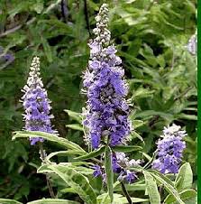 Image result for Vitex franceseana