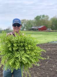 Image result for Pycreus capillifolius