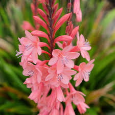 Image result for Watsonia borbonica