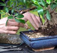 DIY: Ficus Bonsai - Bonsai Empire