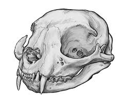 Animal Skull Series On Behance Animal Skull Drawing Animal Skulls Skulls Drawing