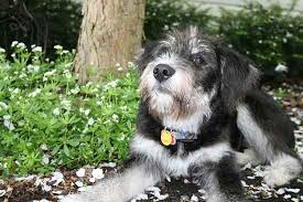 But they can still be prone. Siberpoo Siberian Husky Poodle Mix Info Temperament Puppies Pictures