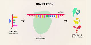 What Are The Advantages Of An Mrna Vaccine For Covid 19