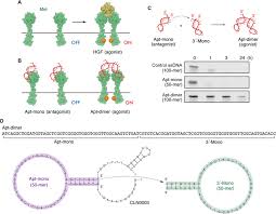 Image result for Modified Apt Test