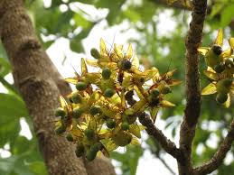 Image result for Ochna gambleoides