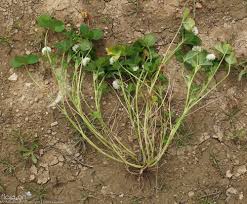 Image result for Trifolium isthmocarpum