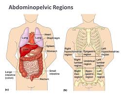 Standard terms are used in medicine, so that doctors can communicate, interpret, and diagnose more effectively, and quickly. List The Nine Abdominopelvic Regions