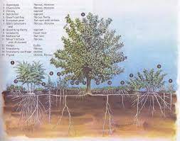 Impacts include hybridization with and replacement of native mulberry. Creating A Food Forest My Smart Garden