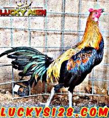 Laga adu ayam atau yang lebih dikenal. Muhammad Ridha Muhammadridha1204 Profil Pinterest