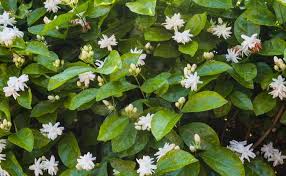 Lalu, apa saja jenis tanaman obat yang sebenarnya dekat dengan kita semua? 11 Jenis Tanaman Hias Bunga Cantik Untuk Indoor Dan Outdoor