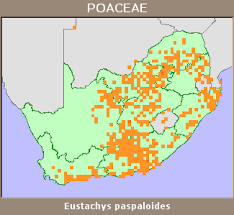 Image result for Eustachys paspaloides