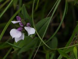 Image result for Brachycorythis