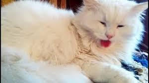 (btw, afaik the turkish angoras and turkish wans are the common domestic cats there around the van sea in turky.) jun 21, 2009. Turkish Angora Kittens For Sale Adoptapet Com