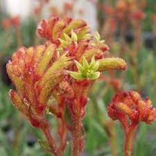 Anigozanthos Bush Tango Orange Kangaroo Paw Perennial Kangaroo Paw Plants Perennials
