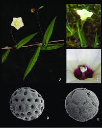 Image result for Xenostegia tridentata