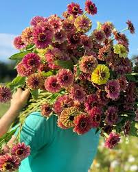 Zinnias bloom incessantly from june to frost if they are provided with fertile soil and some water in dry spells. Garden Flowers Not Too Late For Annuals The New York Times