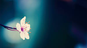 Tons of awesome cherry blossom anime wallpapers to download for free. Flowers Cherry Blossom Wallpapers Pixelstalk Net