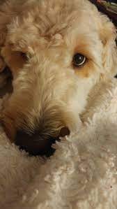 Maybe you would like to learn more about one of these? Charlotte Nc Goldendoodle Meet Stoney A Pet For Adoption