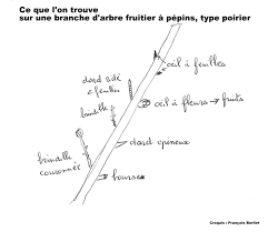 Récolte des pêches, abricots, prunes, etc. Ils Et Elles Taillent Fruitiers Et Rosiers Chroniques Ordinaires Des Petits Moments De La Vie Retaise