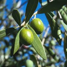 Olive Olive Tree Olive Olive Leaf Tea