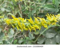 Image result for Crotalaria chirindae