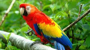 It is endemic to hill and montane rainforest in new guinea. How Much Does A Parrot Cost Updated Parrot Price Chart In 2020