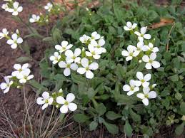 Image result for Arabis