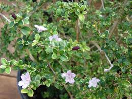 Image result for Serissa japonica