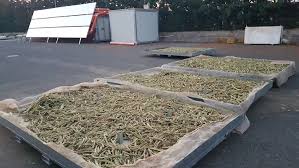 Le pale, una volta private delle spine, servivano per servire l'insalata; L Essiccazione Solare Di Cladodi Di Fico D India Agronotizie Bioenergie