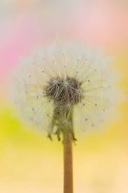 Dandelion Dandelion Dandelion Flower Pretty Flowers
