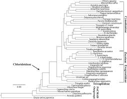 Image result for Ctenium concinnum