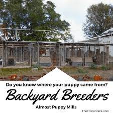 Rather, they are people with little knowledge of cat breeding issues, such as the need to screen for genetic problems that may afflict certain breeds. Backyard Breeders Almost Puppy Mills The Foster Pack