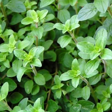 Oregano- Italian seeds | The Seed Collection