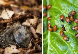 Elles sont reconnaissables entre tous les insectes ! Solutions Ecolos Efficaces Pour Eloigner Les Nuisibles Sans Pesticide