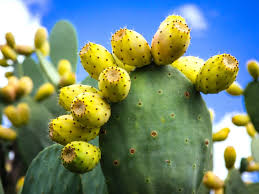 Neat and clean polygons and every edge have to mean. Growing Prickly Pear Prickly Pear Plants In The Home Garden