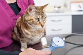 So kann der arzt erkennen, wann sich der blutdruck wie verändert. Hoher Blutdruck Bei Katzen Kann Warnsignal Sein Bei Alteren Katzen Sollte Der Presseportal