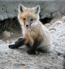 This Fox Kit Has A Lot Of Explaining To Do Cute Animals Pet Fox Cute Baby Animals