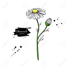 This helps user to learn drawing for. Chamomile Vector Drawing Set Isolated Daisy Wild Flower And Royalty Free Cliparts Vectors And Stock Illustration Image 77921061