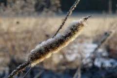 Image result for Pycnostachys schliebenii