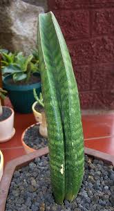 Image result for Sansevieria sinus-simiorum