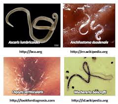 Selain itu, ia boleh berada pada saluran air mata anjing. Avertebrata Info Hewan